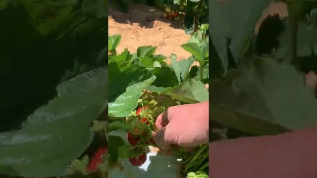 Клубника сорт Элиане смотреть онлайн