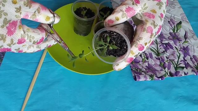 ЛАВАНДА--прищипка мокушки.КУСТ БУДЕТ пышный смотреть онлайн