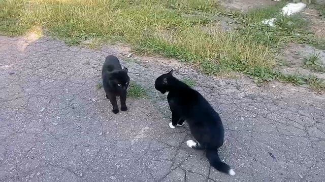 Драка дворовых Котов смотреть онлайн