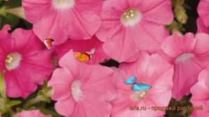 Петуния ампельная Шок Вейв Роуз (shok veyv rouz) ? обзор: как сажать, семена петунии Шок Вейв Роуз