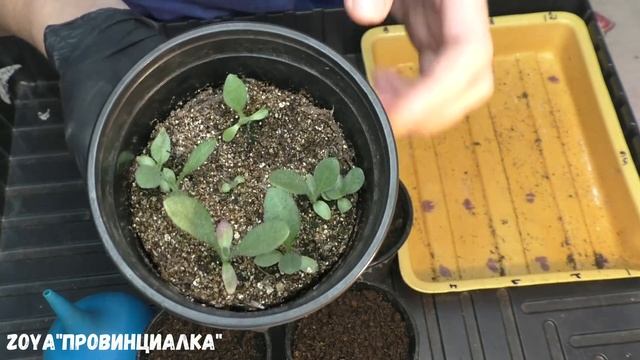 Пересаживаю дельфиниум и гайлардию/Почвосмесь/Всходы сладкого перца/#деревня #всходы #обзор #flores смотреть онлайн