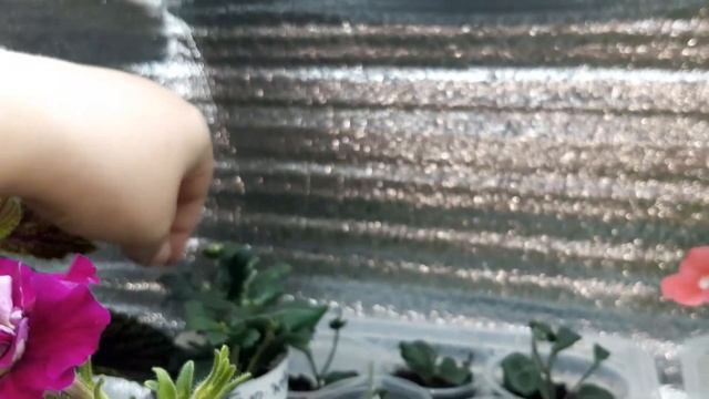 Как зимуют черенки на полочках