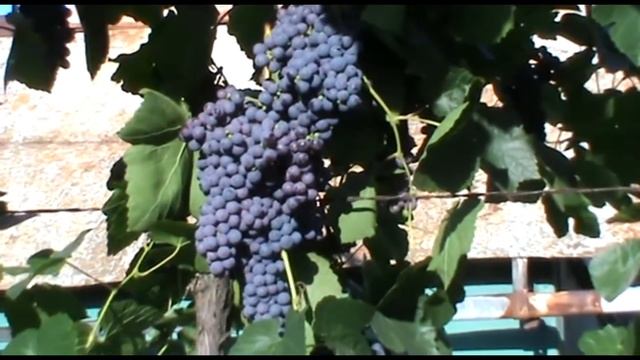 Виноград Памяти Домбковской - один из лучших кишмишных сортов для изготовления вина смотреть онлайн