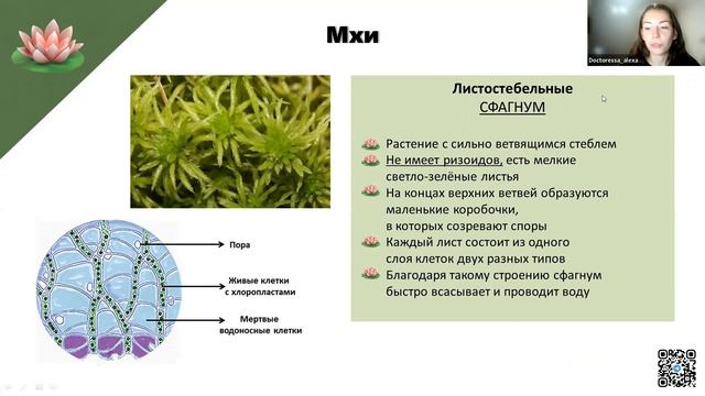 Мхи | БИОЛОГИЯ ОГЭ 2023 смотреть онлайн
