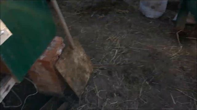 Строкач, Немецкий Пестрый великан в 2 месяца смотреть онлайн