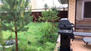 ПОСАДКА ИВА ПЛАКУЧАЯ ОГРОМНЫЙ ЧЕРЕНОК Размножение ивы плакучей