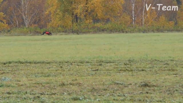 Грейхаунд RUSSKIY VETER GERDA. CACIL-CACL 2019. Курсинг на Ярославке.