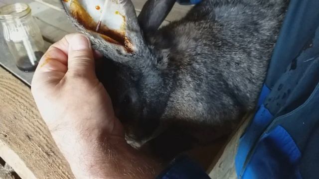 Как вылечить кроликов от ушного клеща смотреть онлайн