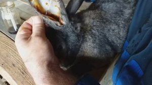 Как вылечить кроликов от ушного клеща