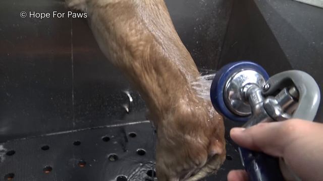 Abandoned in a Starbucks parking lot, this little dog was begging for food. смотреть онлайн