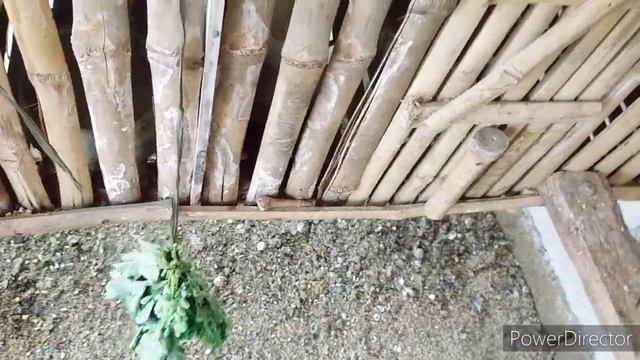 FORAGES FOR RHODE ISLAND RED | FREE RANGE CHICKEN FARMING | PAT'S BACKYARD смотреть онлайн