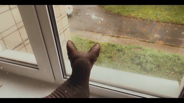 Утренняя шишига | готовлю еду | собираюсь на работу смотреть онлайн