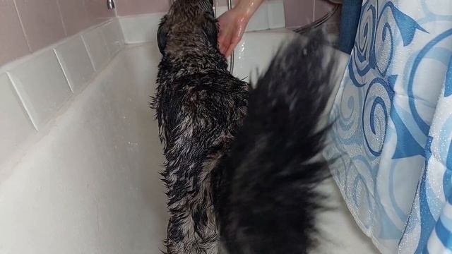 Умная собачка - Купание собаки! Груминг процедуры у Ники! Как это проходит? Как мыть собаку? смотреть онлайн