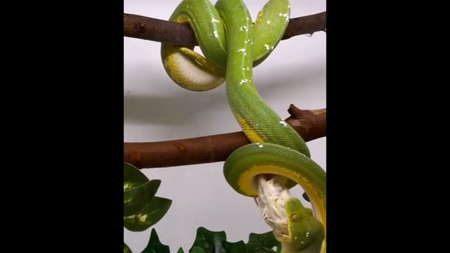 Зеленый питон, древесный питон Morelia viridis смотреть онлайн