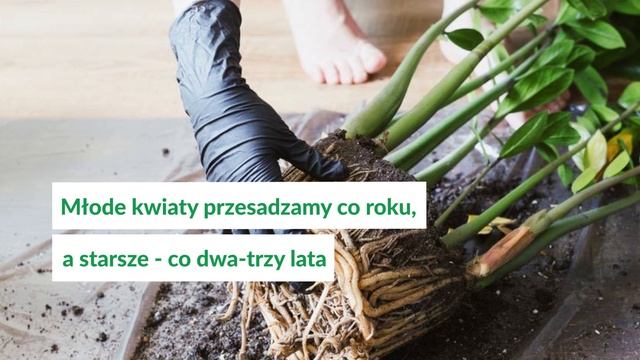 Zamiokulkas (zamia) - 10 ciekawostek! смотреть онлайн