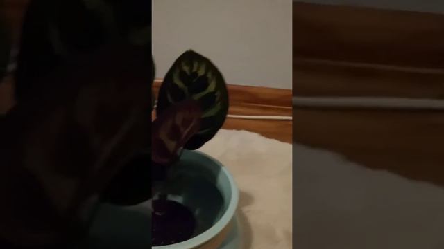 Kalatea polecam bardzo ładny i wytrzymały kwiat смотреть онлайн