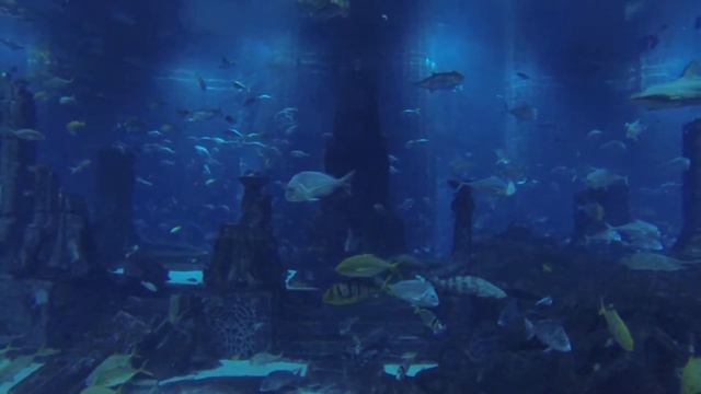 ОАЭ. Дубай. Hotel Atlantis, The Palm. Аквариум смотреть онлайн