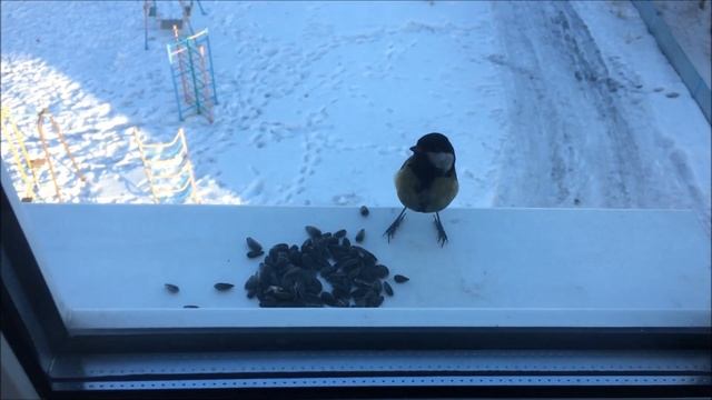 Птицы зимой. Посмотрите, что они делают! смотреть онлайн