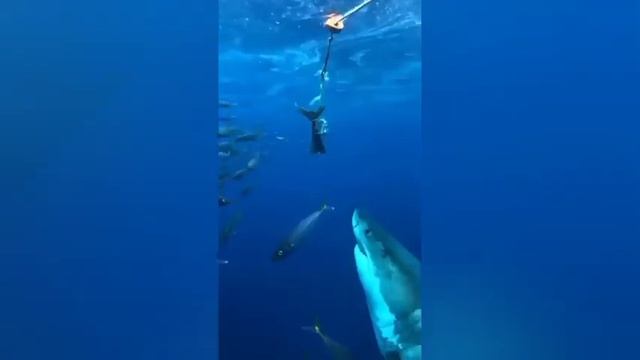 Атака белой акулы. смотреть онлайн