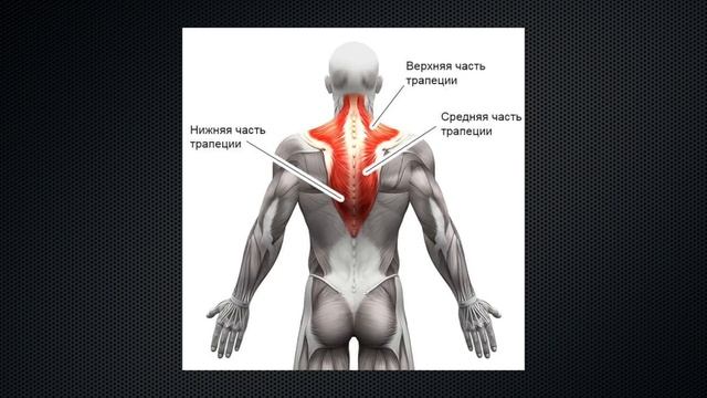 Как Накачать ТРАПЕЦИИ? Самая Мужская Мышца смотреть онлайн