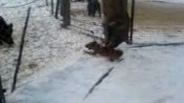 Miló (terrier) skäller på vildsvin смотреть онлайн