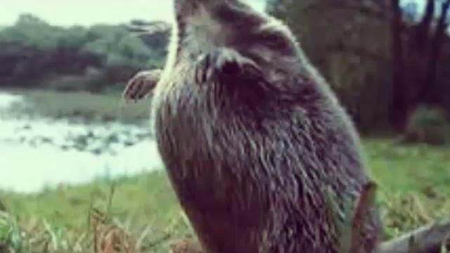 ЖИВОТНЫЕ КРАСНОЙ КНИГЕ| всё про всё... смотреть онлайн