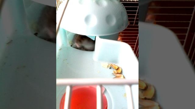 Как моется джунгарик смотреть онлайн