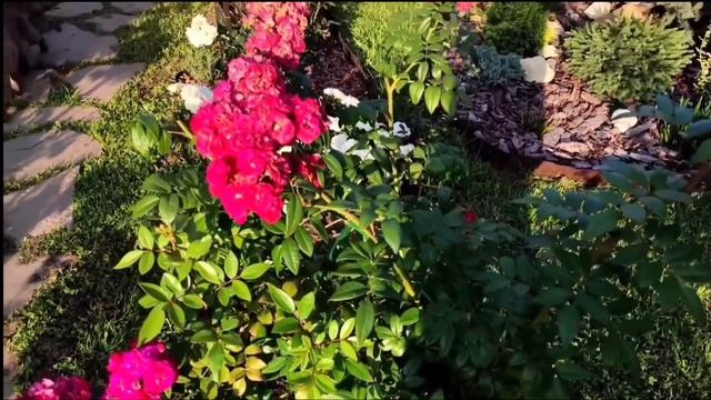 Розы мускусные гибриды в моём саду. Обзор сортов мускусных роз смотреть онлайн