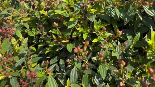 Plants, plants, plants in Hyderabad, India 🇮🇳 смотреть онлайн