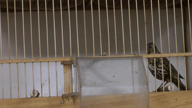 дрозд деряба Turdus viscivorus смотреть онлайн