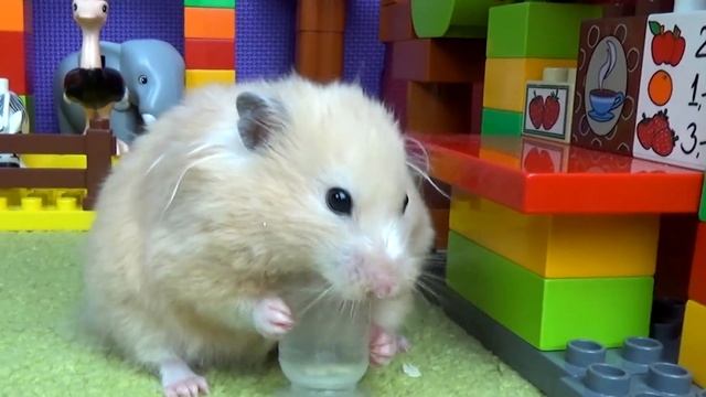Tiny Hamster Playing on the Lego Playground смотреть онлайн