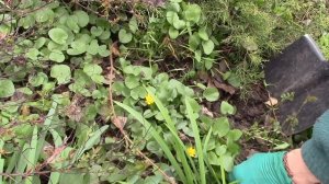 Жимолость каприфоль.   Как укоренить и вырастить черенки жимолости каприфоль?