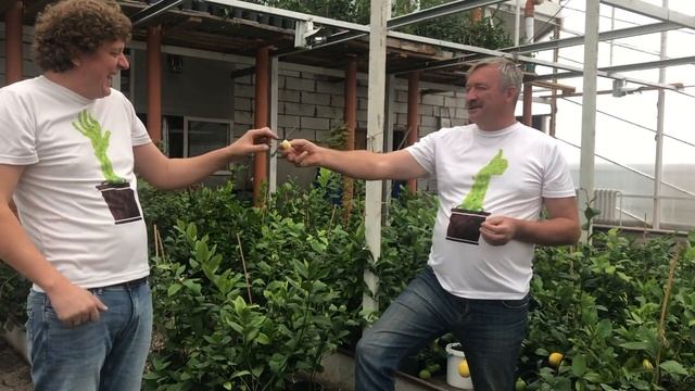 Дизайн интерьера и цитрусовые растения смотреть онлайн