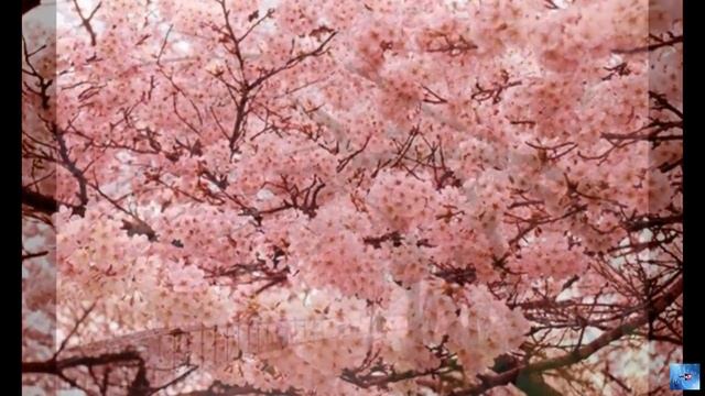 Инструментальная композиция в восточном стиле собственного сочинения "Водопады сакуры" смотреть онлайн