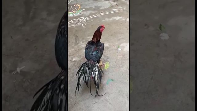 Parrot beak java long tail Aseel collection 001248 смотреть онлайн