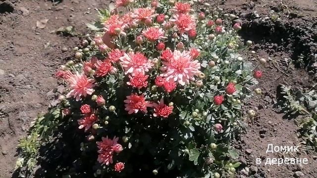 Хризантема мультифлора. Обзор наших сортов мультифлоры-2022 г. смотреть онлайн