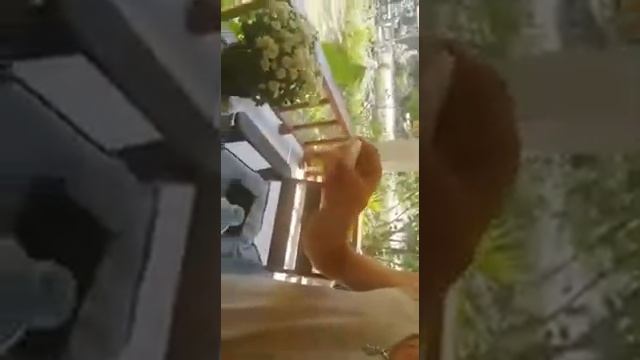 Что можно сделать из кокоса. Мастер класс от Андрея Светлова смотреть онлайн
