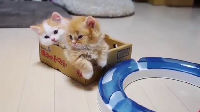 Кошка мама обнимает своих котят) смотреть онлайн
