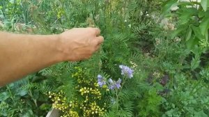 Бузина и пряно-ароматические травы