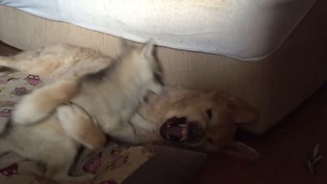 Мия и Рона. Злобные хаски нападают! смотреть онлайн