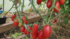 Томат Джекпот очень похож на Котю