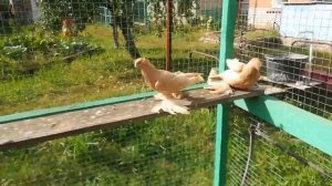 Красивые узбекские малоклювые двухчубые голуби. Сентябрь 2022 года.