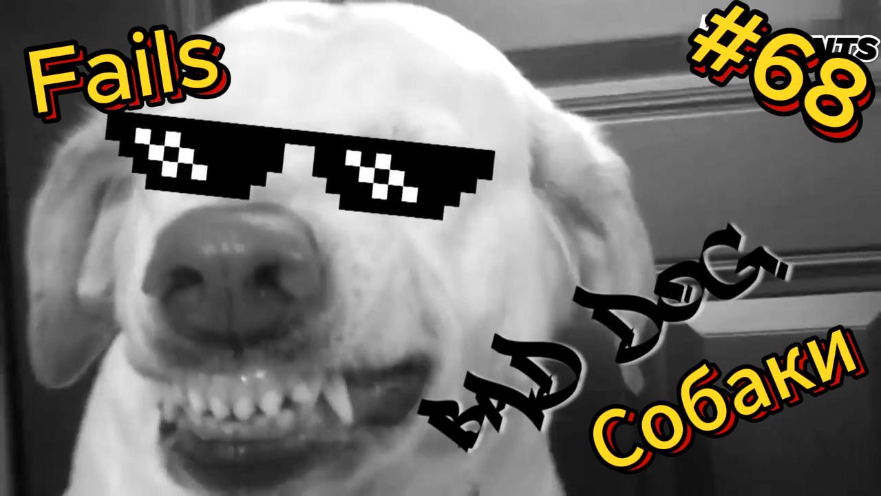 ДО СЛЁЗ ? подборка безумных животных | Смешные видео - Лучшие ПРИКОЛЫ 68 смотреть онлайн