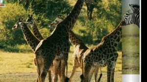 "Животные Африки и южных стран" Фатова Т.И.