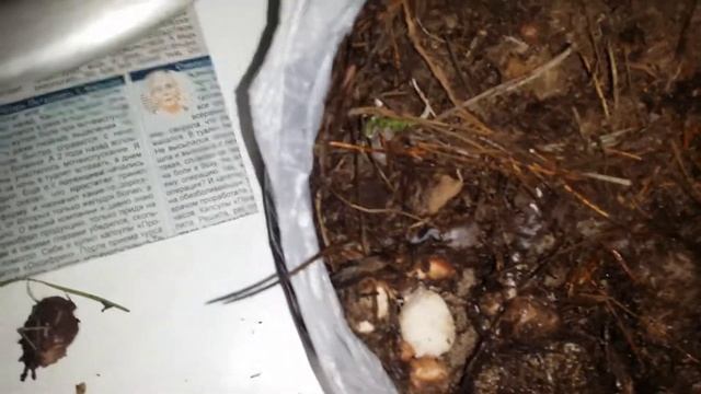 бредовая идея?хочу   вырастить маслята