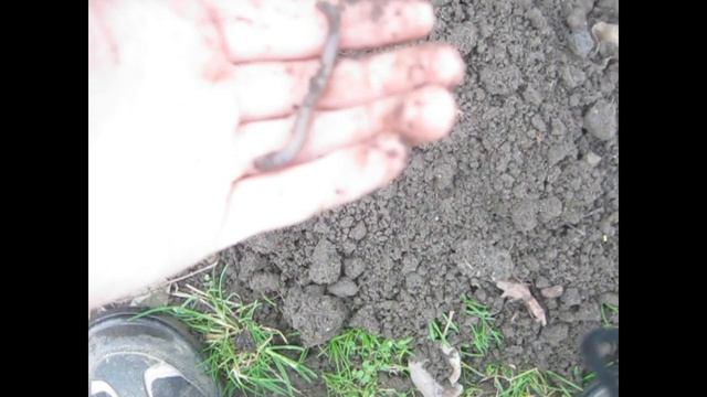 Где копать червей для рыбалки? В каких местах копать лучше всего? смотреть онлайн