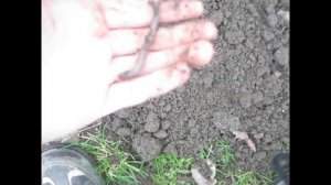 Где копать червей для рыбалки? В каких местах копать лучше всего?