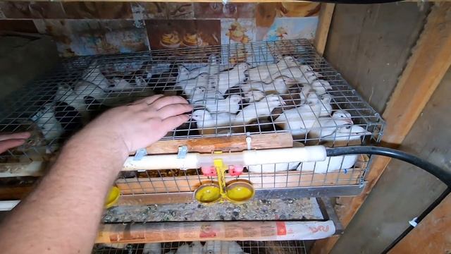ПЕРЕПЕЛЯТНИК СВОИМИ РУКАМИ АВТОНОМНОСТЬ 14 ДНЕЙ смотреть онлайн