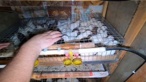 ПЕРЕПЕЛЯТНИК СВОИМИ РУКАМИ АВТОНОМНОСТЬ 14 ДНЕЙ