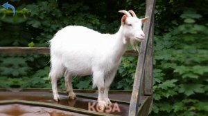 Карточки Домана Часть 1 Домашние животные!